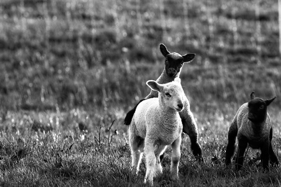 sheep-05.jpg